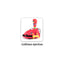 2.4G 6-Way R/C Bumper Car With Light And Music 2-C Ass'D